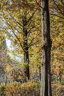 포토 JPG 주간 나무 공원 사람없음 야외 가을풍경 가을 분위기 관목 경기도 인천 국내포토 자연요소 식물 계절 공공시설 컨셉 한국 풍경 파일형식 가을_계절