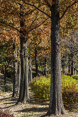 포토 JPG 주간 나무 공원 사람없음 야외 가을풍경 가을 분위기 관목 경기도 인천 국내포토 자연요소 식물 계절 공공시설 컨셉 한국 풍경 파일형식 가을_계절