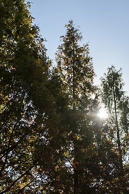 포토 JPG 주간 나무 공원 하늘 사람없음 야외 햇빛 가을풍경 가을 분위기 경기도 인천 국내포토 자연요소 식물 계절 공공시설 컨셉 한국 풍경 태양 파일형식 가을_계절