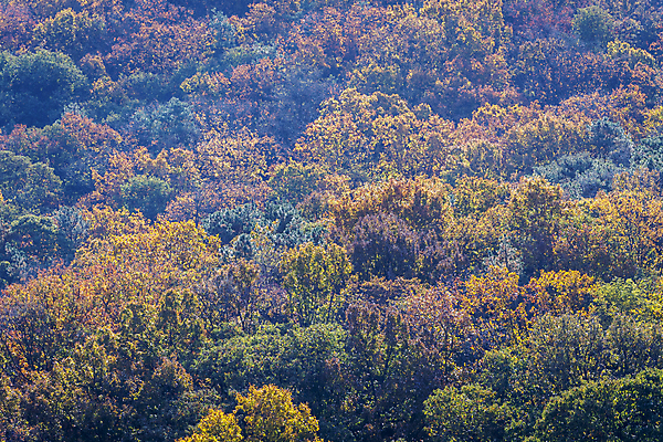 포토 JPG 주간 나무 공원 근접촬영 사람없음 야외 가을풍경 가을 분위기 경기도 인천 울창 국내포토 자연요소 식물 계절 공공시설 뷰포인트 컨셉 자연 한국 풍경 파일형식 가을_계절