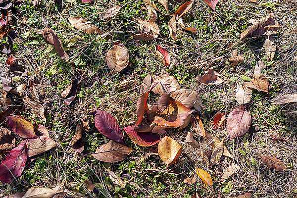 포토 JPG 주간 공원 낙엽 사람없음 야외 가을풍경 가을 분위기 경기도 인천 땅바닥 국내포토 자연요소 계절 공공시설 컨셉 잎 바닥 한국 풍경 파일형식 가을_계절