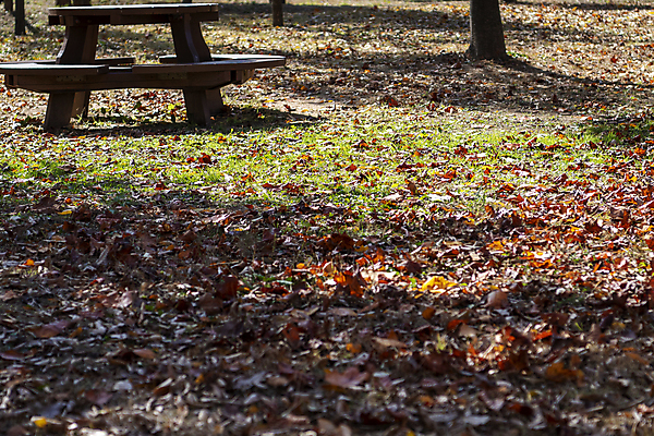 포토 JPG 주간 공원 낙엽 사람없음 야외 가을풍경 가을 분위기 그늘 경기도 인천 땅바닥 야외테이블 국내포토 자연요소 계절 공공시설 컨셉 잎 탁자 바닥 한국 풍경 파일형식 가을_계절