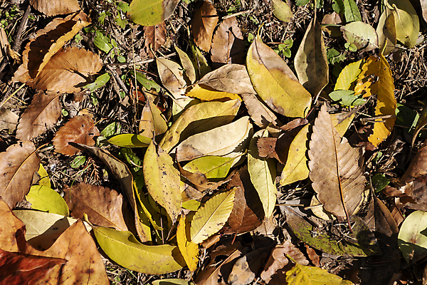 포토 JPG 주간 공원 낙엽 근접촬영 사람없음 야외 가을풍경 가을 분위기 가득함 경기도 인천 땅바닥 국내포토 자연요소 계절 공공시설 뷰포인트 컨셉 잎 바닥 한국 풍경 파일형식 가을_계절