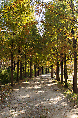포토 JPG 주간 나무 공원 사람없음 야외 가을풍경 산책로 가을 분위기 숲길 경기도 인천 국내포토 자연요소 식물 계절 공공시설 길 컨셉 한국 풍경 파일형식 가을_계절