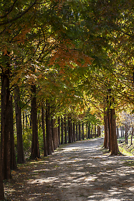 포토 JPG 주간 나무 공원 사람없음 야외 가을풍경 산책로 가을 분위기 숲길 경기도 인천 국내포토 자연요소 식물 계절 공공시설 길 컨셉 한국 풍경 파일형식 가을_계절