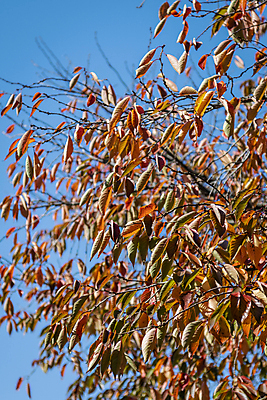 포토 JPG 주간 공원 하늘 나뭇잎 사람없음 야외 가을풍경 가을 나뭇가지 분위기 경기도 인천 국내포토 자연요소 나무 계절 공공시설 컨셉 잎 한국 풍경 파일형식 가을_계절