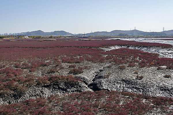포토 JPG 주간 하늘 산 사람없음 야외 가을풍경 가을 분위기 습지 경기도 생태공원 한해살이풀 시흥 국내포토 자연요소 식물 계절 공원 컨셉 한국 풍경 파일형식 가을_계절