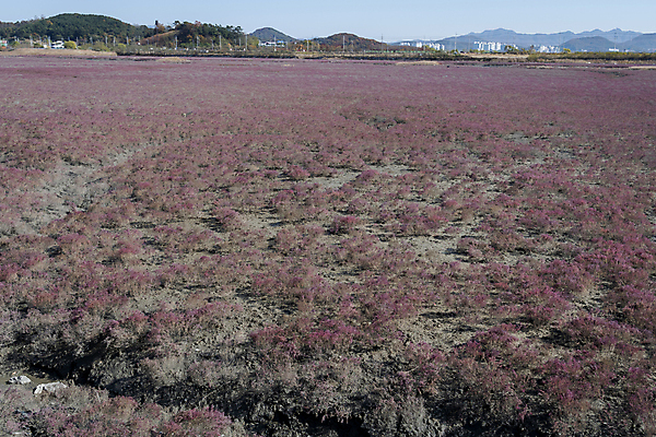 포토 JPG 주간 사람없음 야외 가을풍경 가을 분위기 습지 경기도 생태공원 한해살이풀 시흥 국내포토 자연요소 식물 계절 공원 컨셉 한국 풍경 파일형식 가을_계절