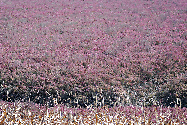 포토 JPG 주간 공원 사람없음 야외 가을풍경 가을 분위기 습지 경기도 생태공원 한해살이풀 시흥 국내포토 자연요소 식물 계절 공공시설 컨셉 한국 풍경 파일형식 가을_계절