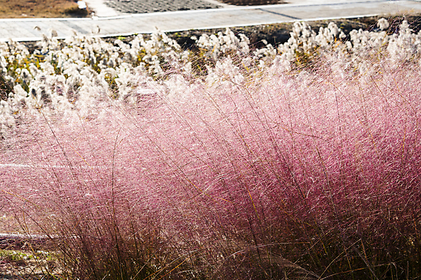 포토 JPG 주간 사람없음 야외 가을풍경 가을 분위기 경기도 시흥 핑크뮬리 국내포토 자연요소 식물 계절 컨셉 한국 풍경 파일형식 가을_계절