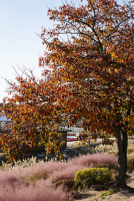 포토 JPG 주간 나무 사람없음 야외 가을풍경 가을 분위기 관목 경기도 시흥 핑크뮬리 국내포토 자연요소 식물 계절 컨셉 한국 풍경 파일형식 가을_계절