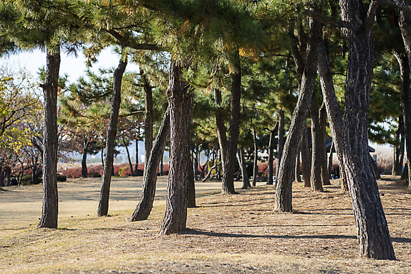 포토 JPG 주간 사람없음 야외 가을풍경 가을 소나무 분위기 경기도 소나무숲 시흥 국내포토 자연요소 나무 계절 컨셉 한국 풍경 숲 파일형식 가을_계절