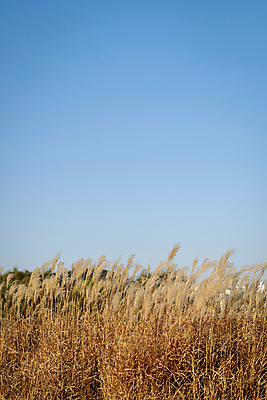 포토 JPG 주간 하늘 갈대 사람없음 야외 가을풍경 가을 분위기 갈대밭 경기도 시흥 국내포토 자연요소 식물 계절 컨셉 한국 풍경 파일형식 가을_계절 갈대_식물