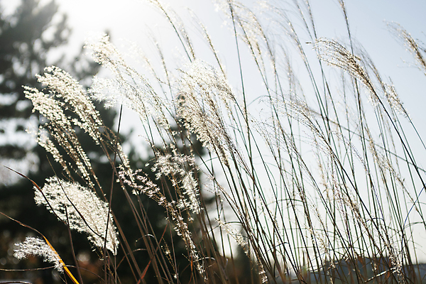 포토 JPG 주간 하늘 갈대 사람없음 야외 아웃포커스 가을풍경 가을 분위기 경기도 시흥 국내포토 자연요소 식물 계절 컨셉 한국 촬영기법 풍경 파일형식 가을_계절