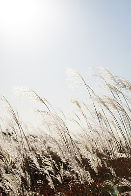 포토 JPG 주간 하늘 갈대 사람없음 야외 햇빛 가을풍경 가을 분위기 경기도 시흥 국내포토 자연요소 식물 계절 컨셉 한국 풍경 태양 파일형식 가을_계절