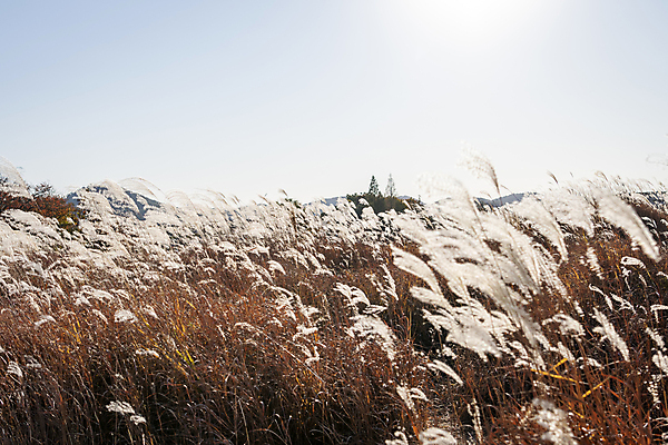 포토 JPG 주간 하늘 갈대 사람없음 야외 햇빛 가을풍경 가을 분위기 갈대밭 경기도 시흥 국내포토 자연요소 식물 계절 컨셉 한국 풍경 태양 파일형식 가을_계절 갈대_식물