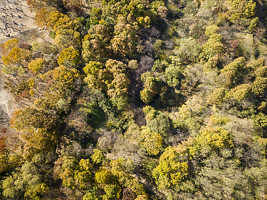 포토 JPG 주간 나무 사람없음 야외 하이앵글 가을풍경 가을 분위기 숲 경기도 항공촬영 시흥 전경 국내포토 자연요소 식물 계절 뷰포인트 컨셉 한국 풍경 파일형식 탑뷰 가을_계절