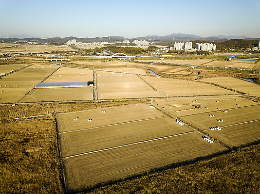 포토 JPG 주간 논 사람없음 야외 관광지 하이앵글 가을풍경 가을 농촌 분위기 경기도 항공촬영 시흥 전경 국내포토 자연요소 계절 뷰포인트 여행 컨셉 농업 한국 풍경 시골 파일형식 탑뷰 가을_계절