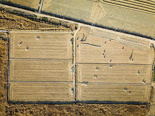 포토 JPG 주간 논 사람없음 야외 관광지 하이앵글 가을풍경 가을 농촌 분위기 경기도 항공촬영 시흥 전경 국내포토 자연요소 계절 뷰포인트 여행 컨셉 농업 한국 풍경 시골 파일형식 탑뷰 가을_계절