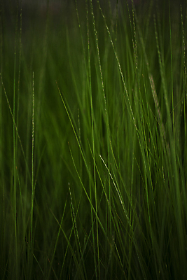 포토 JPG 주간 사람없음 야외 평화 어둠 풀 풀숲 일산 국내포토 자연요소 식물 컨셉 숲 경기도 파일형식