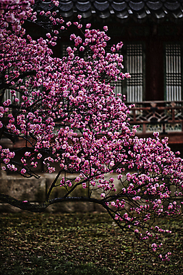 포토 JPG 주간 서울 사람없음 야외 나뭇가지 개화 비 화사함 매화나무 홍매화 창호문 덕수궁 만개 국내포토 자연요소 나무 꽃 컨셉 날씨 한국 문 궁전 매화 파일형식