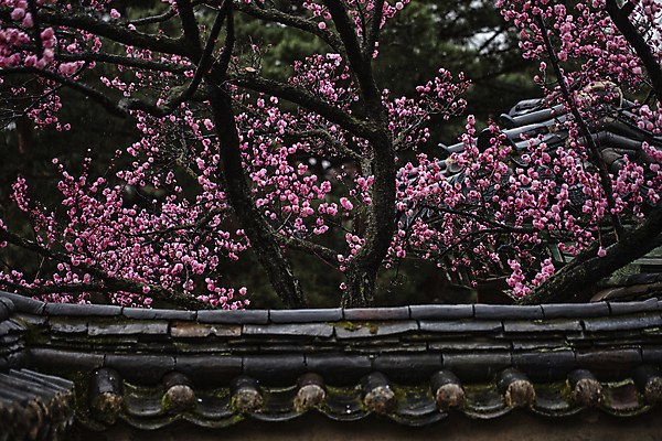 포토 JPG 주간 서울 사람없음 야외 개화 비 화사함 기와지붕 매화나무 홍매화 만개 국내포토 자연요소 나무 꽃 컨셉 지붕 날씨 한국 기와 매화 파일형식