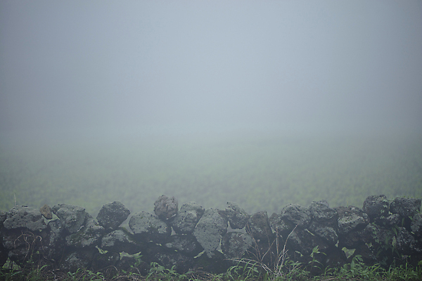 포토 JPG 주간 돌담 풍경 사람없음 야외 제주도 안개 몽환 국내포토 자연요소 컨셉 날씨 한국 담장 돌_바위 파일형식
