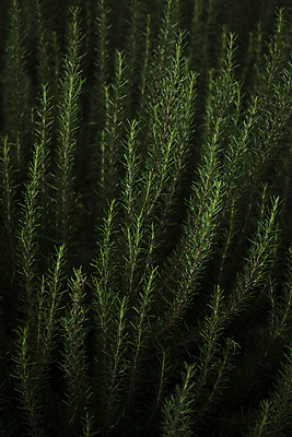 포토 JPG 밭 사람없음 야외 제주도 어둠 야간 향기 로즈메리 국내포토 자연요소 농업 한국 허브 냄새 파일형식