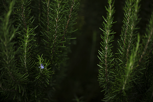 포토 JPG 꽃 근접촬영 사람없음 야외 제주도 어둠 야간 향기 로즈메리 국내포토 자연요소 식물 뷰포인트 한국 허브 냄새 파일형식