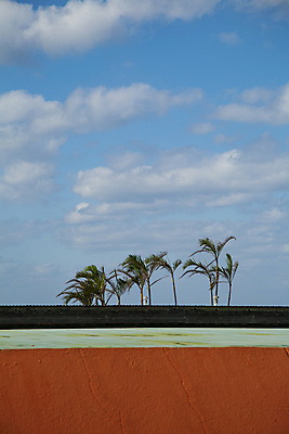 포토 JPG 주간 구름 하늘 풍경 사람없음 야외 야자수 오키나와 국내포토 자연요소 나무 일본 파일형식