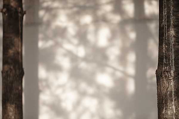 포토 JPG 주간 나무 그림자 사람없음 야외 여름 햇빛 일산 국내포토 자연요소 식물 계절 태양 경기도 파일형식