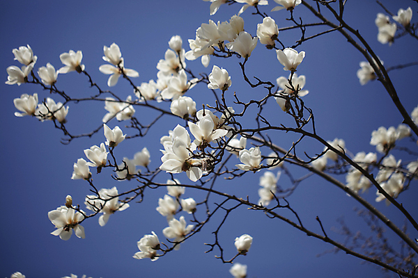 포토 JPG 주간 봄꽃 하늘 사람없음 야외 봄 개화 목련 만개 일산 국내포토 자연요소 계절 꽃 경기도 파일형식