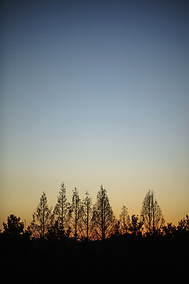 포토 JPG 나무 실루엣 하늘 사람없음 야외 도시풍경 일몰 야간 숲 가로수 일산 국내포토 자연요소 식물 촬영기법 풍경 노을 도시 경기도 파일형식