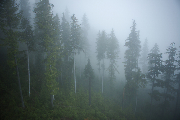 포토 JPG 주간 풍경 사람없음 야외 안개 숲 산속 침엽수 밴쿠버 국내포토 자연요소 나무 캐나다 날씨 산 파일형식