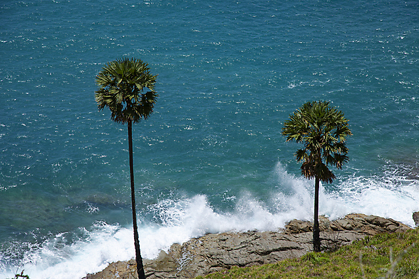 포토 JPG 주간 파도 바다 섬 휴가 풍경 해변 사람없음 야외 야자수 푸켓 국내포토 자연요소 나무 태국 파일형식