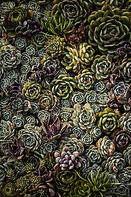 포토 JPG 주간 선인장 사람없음 야외 다양 가득함 벽화 다육식물 고양 국내포토 자연요소 식물 다수 그림 경기도 파일형식