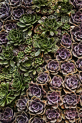 포토 JPG 주간 선인장 사람없음 야외 하이앵글 다양 가득함 벽화 다육식물 고양 국내포토 자연요소 식물 뷰포인트 다수 그림 경기도 파일형식