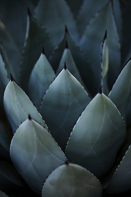 포토 JPG 잎 패턴 선인장 근접촬영 사람없음 어둠 다육식물 고양 국내포토 식물 뷰포인트 무늬 경기도 파일형식
