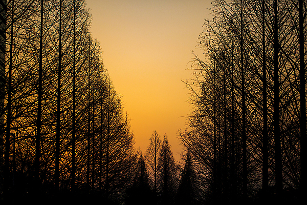 포토 JPG 하늘 풍경 사람없음 야외 일몰 야간 숲 가로수 일산 국내포토 자연요소 노을 경기도 파일형식