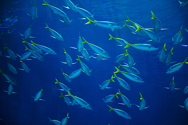 포토 JPG 여러마리 실내 어류 사람없음 수조 수족관 아쿠아리움 오키나와 몽환 물고기떼 국내포토 다수 컨셉 내부 일본 수중동물 파일형식