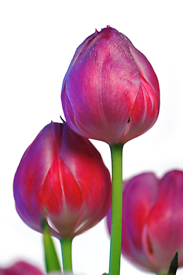 포토 JPG 해외이미지 식물 꽃 자연 사람없음 초록색 보라색 튤립 흰색 고립 해외포토 컬러 생태계 파일형식 이미지허브