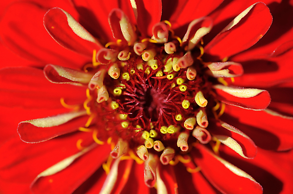 포토 JPG 해외이미지 식물 꽃 잎 사람없음 빨간색 노란색 향기 해외포토 컬러 냄새 파일형식 이미지허브