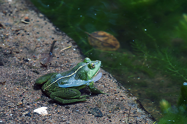 포토 JPG 해외이미지 나무 식물 동물 응시 야생동물 잎 패턴 파충류 자연 열대 생물 종류 개구리 양서류 사람없음 초록색 반려동물 갈색 환경 점프 흰색 습지 숲 작음 열대우림 호기심 에코 생물학 오르기 멸종 두꺼비 내추럴 결백 고립 동물상 생태학 왕자 해외포토 시선 교육 감정 컬러 컨셉 무늬 모션 조형물 크기 생태계 파일형식 이미지허브
