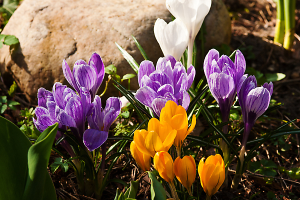포토 JPG 해외이미지 식물 꽃 사람없음 가로 초록색 햇빛 노란색 정원 보라색 봄 벚꽃 바위 흰색 꽃술 제비꽃 꽃수술 해외포토 계절 컬러 태양 돌_바위 파일형식 이미지허브