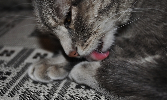 포토 JPG 해외이미지 분홍색 수염 사람없음 소파 갈색 고양이 줄무늬 회색 코트 흰색 핥기 빨래 혀 코 솜털 주둥이 패드 양발 총구 그루밍 해외포토 컬러 가사 무늬 의자 포유류 모션 신체부위 반려동물 외투 입 파일형식 이미지허브