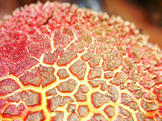 포토 JPG 해외이미지 과학 백그라운드 패턴 오렌지 자연 사람없음 빨간색 노란색 놀람 활발 균열 호주 호기심 질감 생물학 화산 용암 내추럴 곰팡이 생태학 특별함 흥미 해외포토 교육 감정 컬러 컨셉 무늬 과일 모션 산 표정 오세아니아 생태계 파일형식 이미지허브