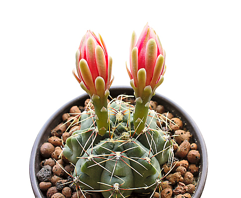 포토 JPG 해외이미지 식물 꽃 자연 선인장 사람없음 초록색 어둠 오브젝트 해외포토 컬러 생태계 파일형식 이미지허브