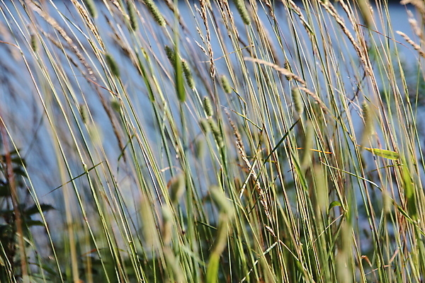 포토 JPG 해외이미지 식물 계절 줄기 밭 자연 바람 휴식 초원 사람없음 야외 초록색 여름 파란색 농작물 노란색 평화 환경 맑음 화목 침묵 수확 시골 신선 개화 플랫 닫기 순수 웨이브 꽃가루 밀짚 해외포토 자연요소 꽃 컬러 컨셉 농업 모션 날씨 소리 짚 가루 생태계 파일형식 이미지허브