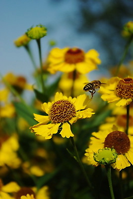 포토 JPG 해외이미지 꽃잎 꽃 음식 곤충 잎 꽃무늬 밭 자연 따뜻함 사람없음 초록색 태양 노란색 정원 봄 활발 벚꽃 신선 달콤 꿀벌 말벌 수집 먹기 묘사 데이지 냄새 꽃가루 꿀 찌르기 여왕 벌집 내추럴 드론 양봉 캐모마일 호박벌 해외포토 자연요소 식물 동물 계절 컬러 컨셉 무늬 농업 모션 맛 벌_곤충 가루 허브 생태계 파일형식 이미지허브