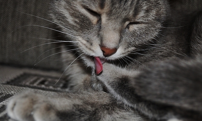 포토 JPG 해외이미지 분홍색 수염 사람없음 소파 갈색 고양이 줄무늬 회색 코트 흰색 핥기 빨래 혀 코 솜털 주둥이 패드 양발 총구 그루밍 해외포토 컬러 가사 무늬 의자 포유류 모션 신체부위 반려동물 외투 입 파일형식 이미지허브